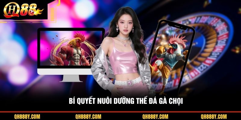 Bí quyết nuôi dưỡng thế đá gà chọi