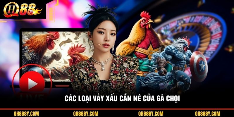 Các loại vảy xấu cần né của gà chọi