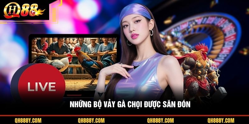 Những bộ vảy gà chọi được săn đón