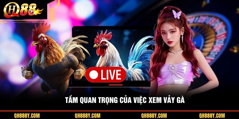 Tầm quan trọng của việc xem vảy gà