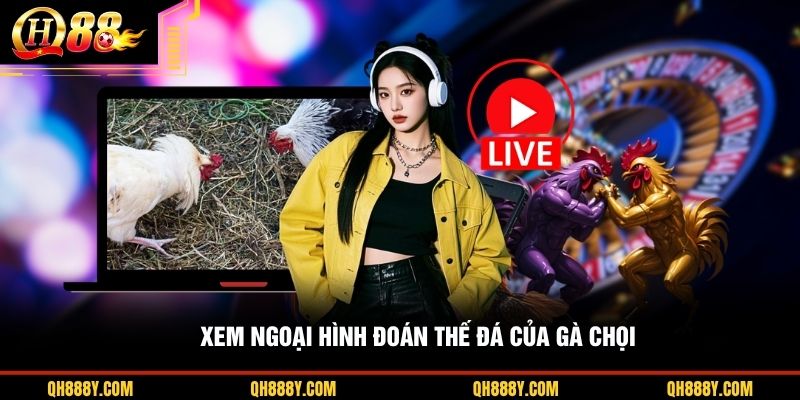 Xem ngoại hình đoán thế đá của gà chọi